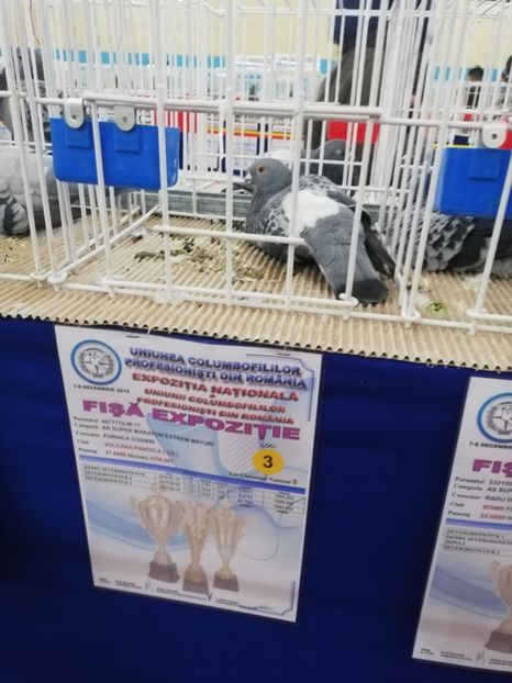  - 2019-Expozitia Nationala UCPR-Targoviste