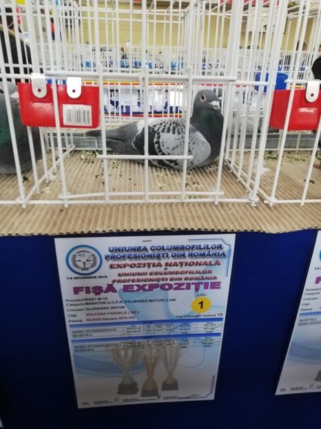  - 2019-Expozitia Nationala UCPR-Targoviste