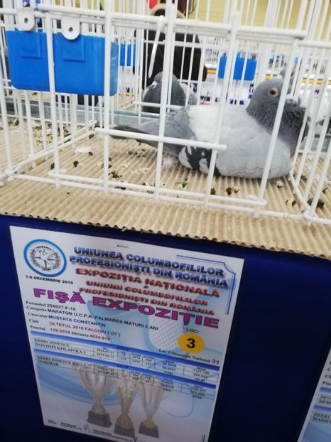  - 2019-Expozitia Nationala UCPR-Targoviste