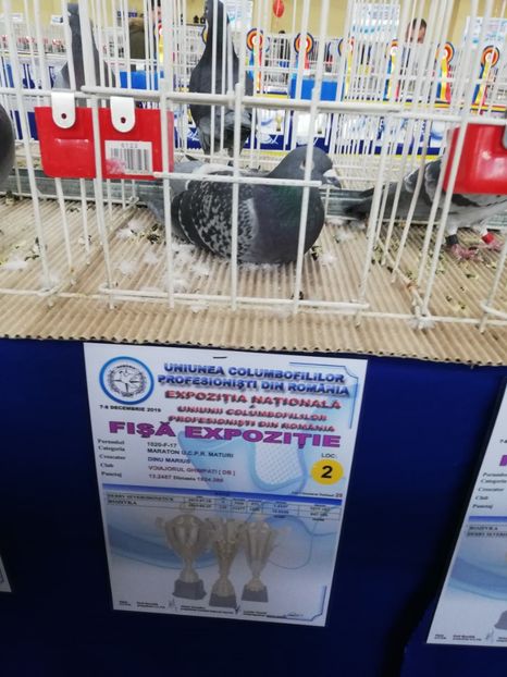  - 2019-Expozitia Nationala UCPR-Targoviste