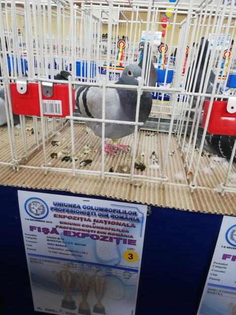  - 2019-Expozitia Nationala UCPR-Targoviste