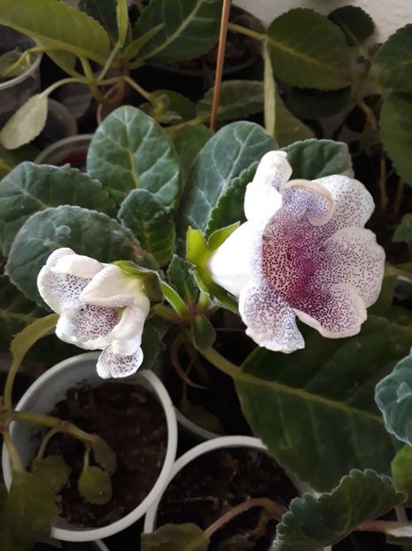  - Gloxinia din seminte