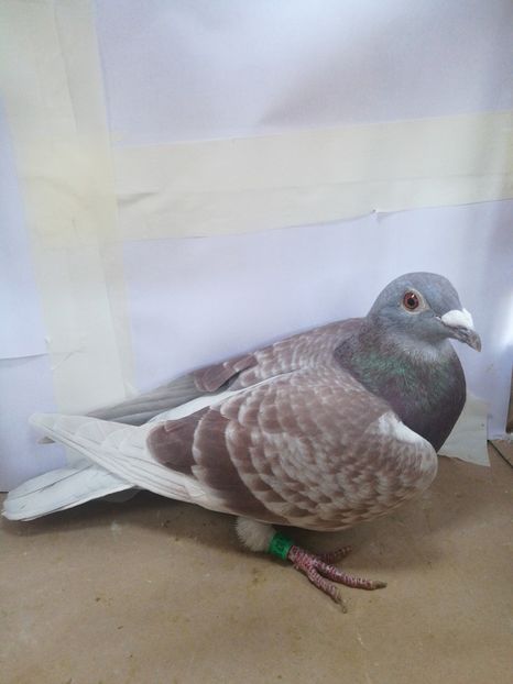 345668-2018 F norme : Fond , Maraton - Porumbei cu norme la fond-maraton