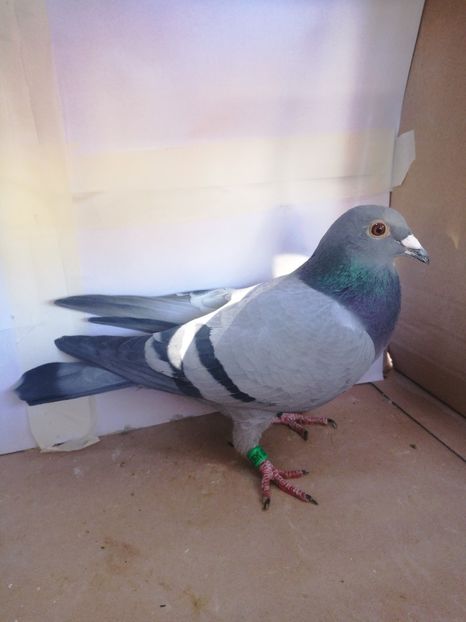 345675-2018 F norma Fond - Porumbei cu norme la fond-maraton