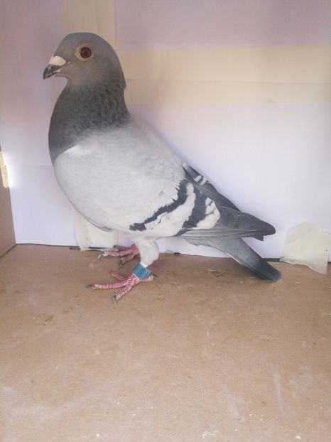 239984-2017 F norme:Viteza,Demifond,General, Palmares Maraton , Maraton Extrem, As Maraton - Porumbei cu norme la fond-maraton