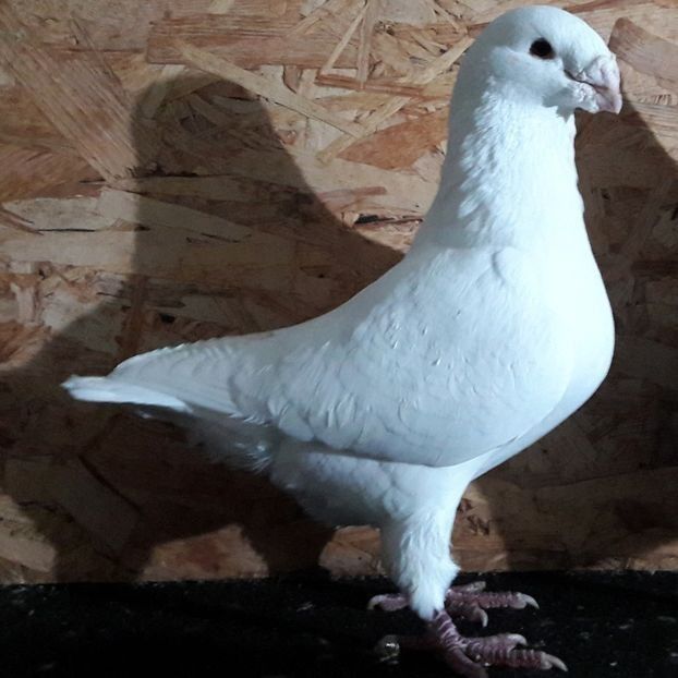  - 3---AGH DAȚI 2019 - 2025