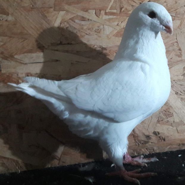  - 3---AGH DAȚI 2019 - 2025