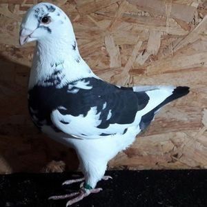  - 3---AGH DAȚI 2019 - 2025