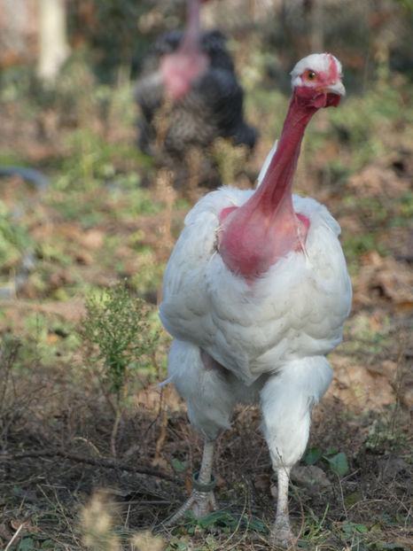 P1040508 - Matca 2019