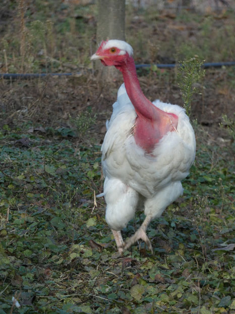 P1040524 - Matca 2019