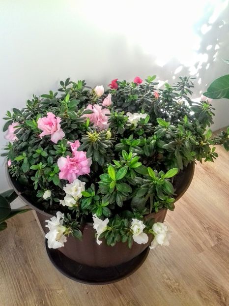 20191208_140325~2 - flori interior