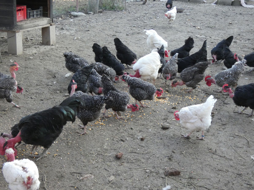 P1040540 - Matca 2019