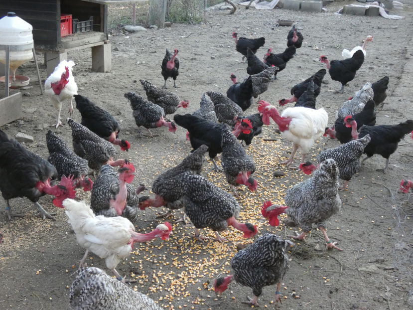 P1040541 - Matca 2019