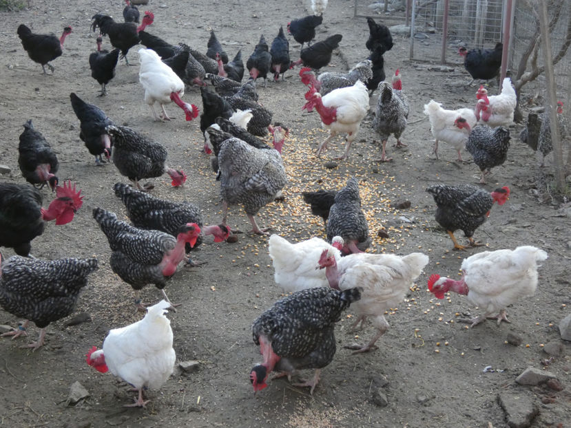 P1040544 - Matca 2019