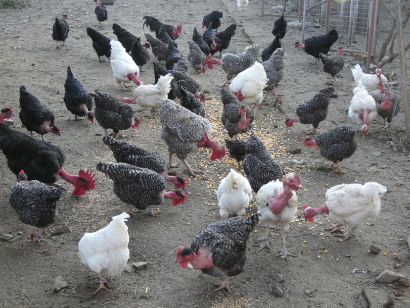 P1040546 - Matca 2019