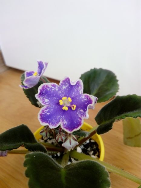 7 decembrie 2019 - ZZZ_DS Izium