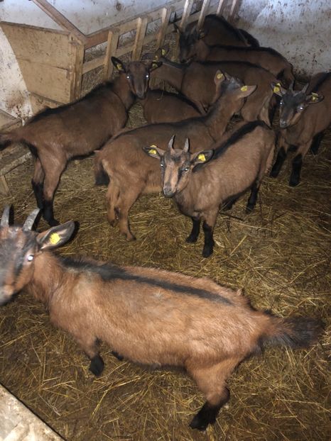 0E3DDE60-DB61-4069-9731-34F5A052044F - IEDE ALPINE AUSTRIECE