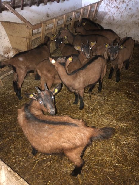 6F0AA2FF-EB75-4846-85A2-4D73CD60CFAD - IEDE ALPINE AUSTRIECE