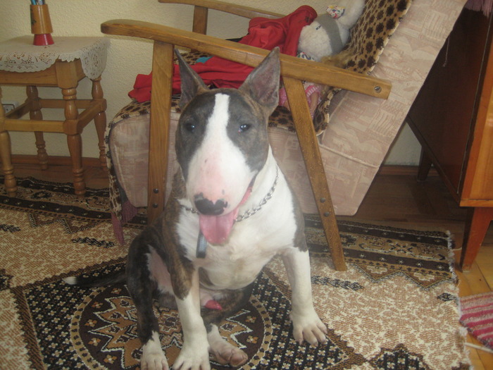 bullterrier - caini mei