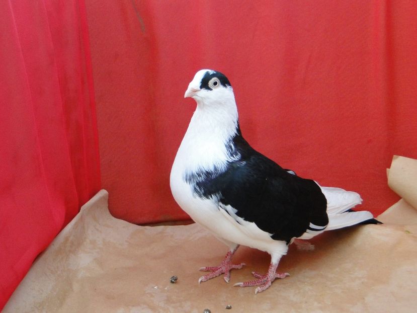 M 2018 - porumbei care mi-au apartinut