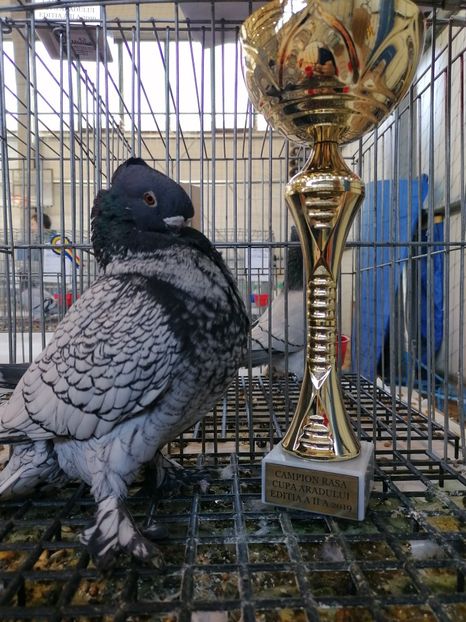  - Campion CUPA ARADULUI 2019