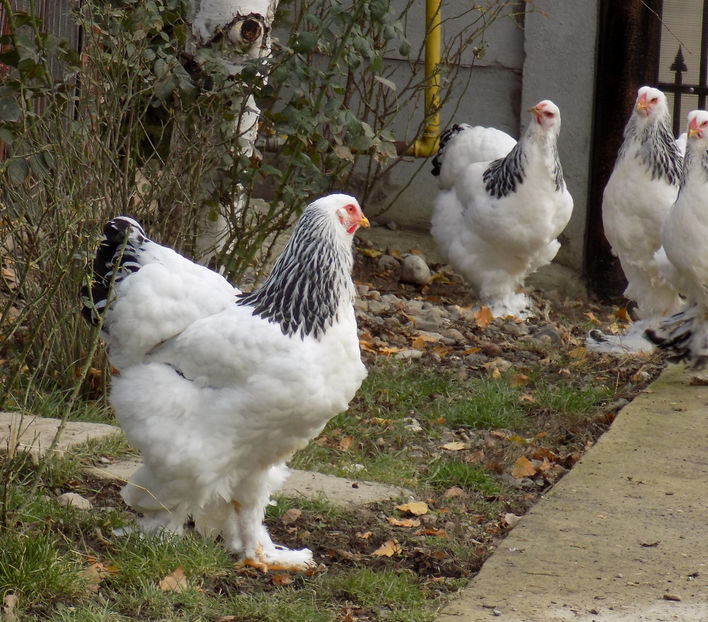  - VIITOR SPERANTE PTR 2020