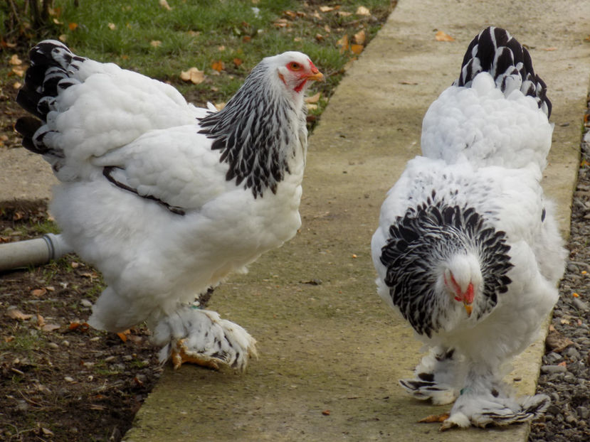  - VIITOR SPERANTE PTR 2020