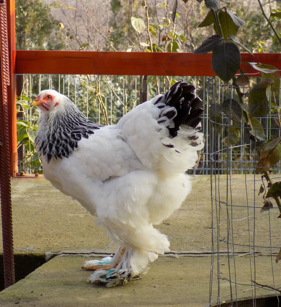  - VIITOR SPERANTE PTR 2020