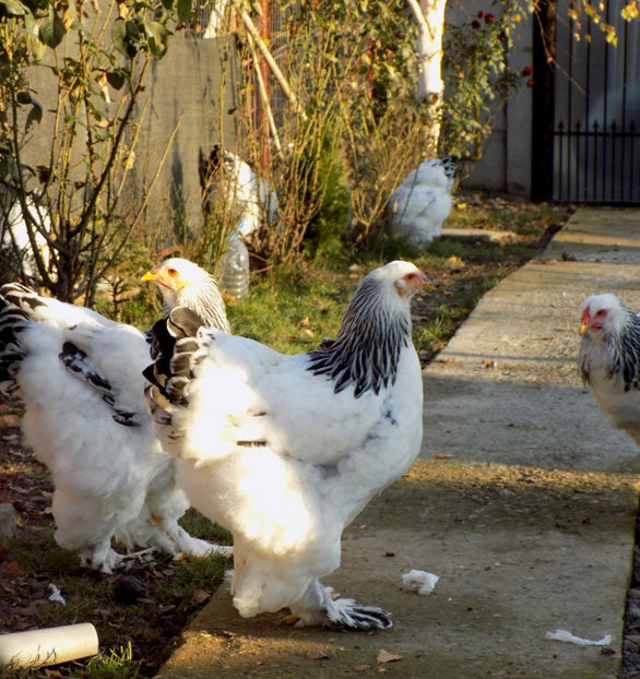  - VIITOR SPERANTE PTR 2020