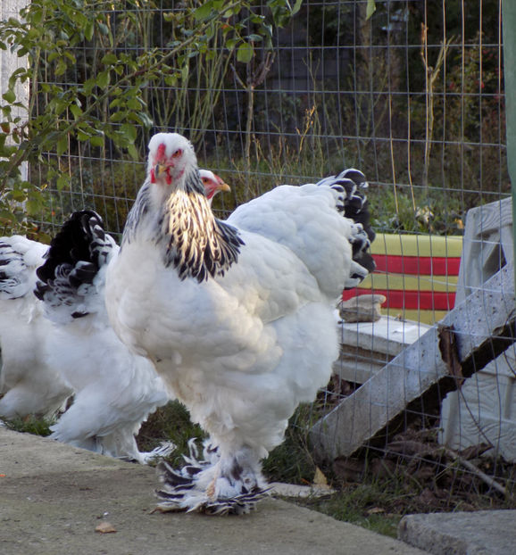  - VIITOR SPERANTE PTR 2020