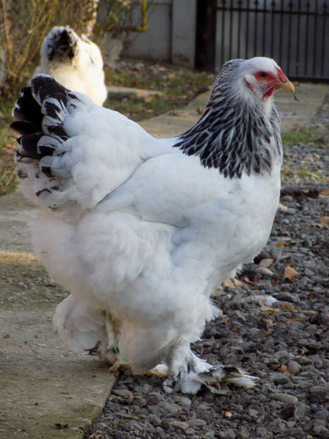  - VIITOR SPERANTE PTR 2020