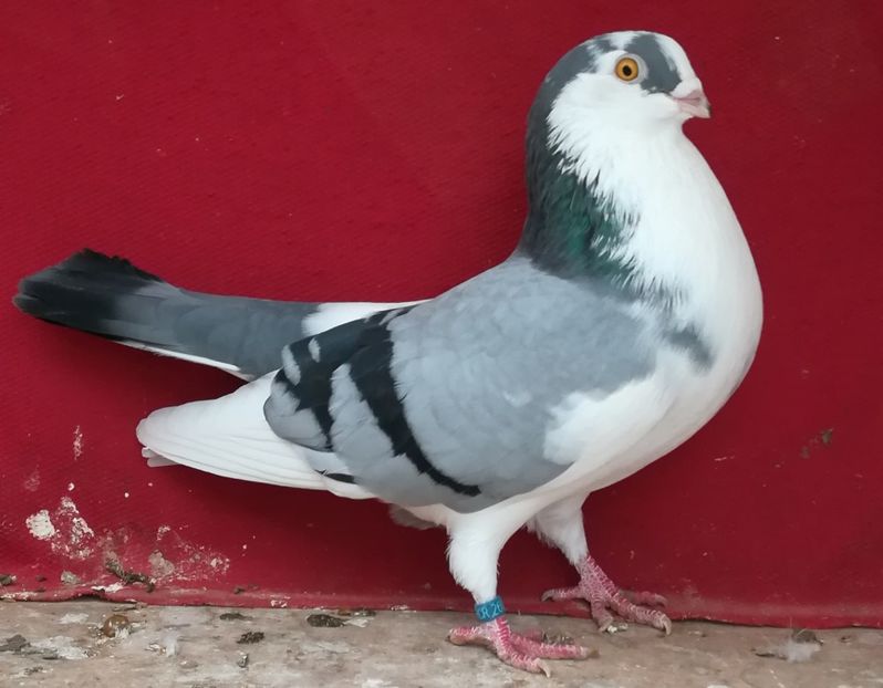  - A-Ochi galbeni