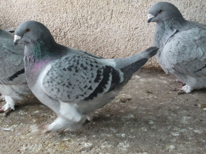 fata - Porumbei 2019