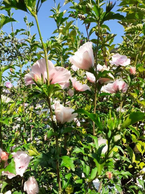  - hibiscuși de grădină 2019