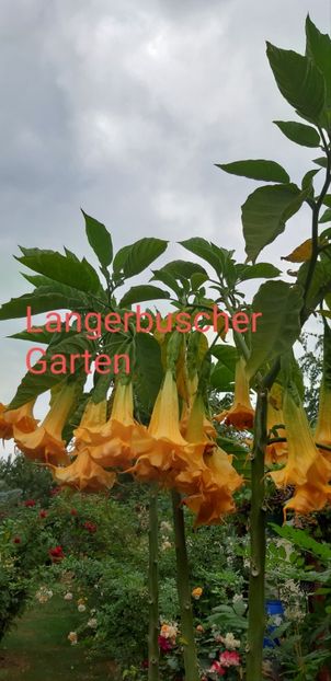 Langerbuscher Garten   portocalie triplă - Brugmansia 2019