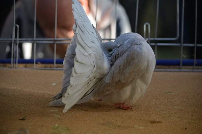  - După munca și răbdare au venit și rezultatele