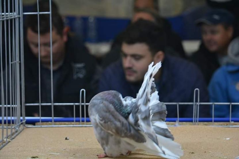 Rezerva pied - După munca și răbdare au venit și rezultatele