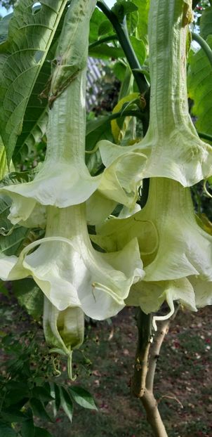 Angels Sunbeam  cu flori triple - Brugmansia 2019