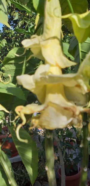 Angels Proud-3-4-5fustite - Brugmansia 2019