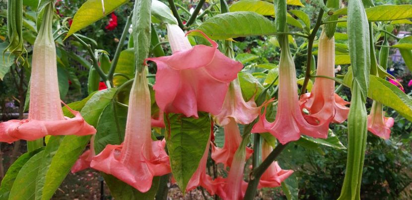 Madame Bovarie - Brugmansia 2019