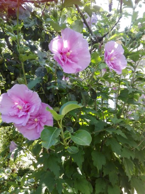  - hibiscuși de grădină 2019