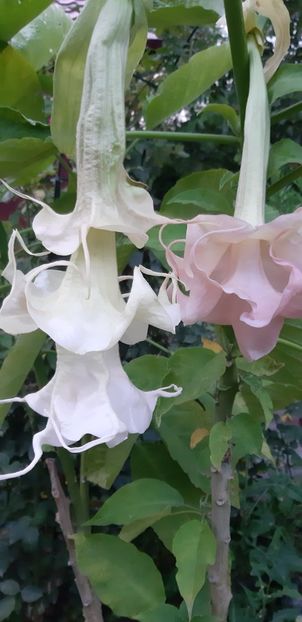 Dalens Pink Amour în plină transformare a culorii - Brugmansia 2019