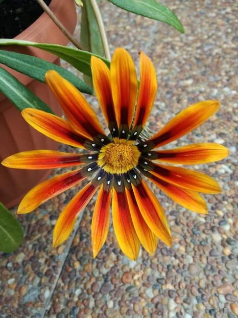  - Gazania