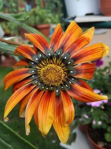  - Gazania