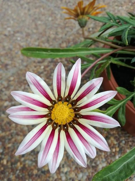  - Gazania