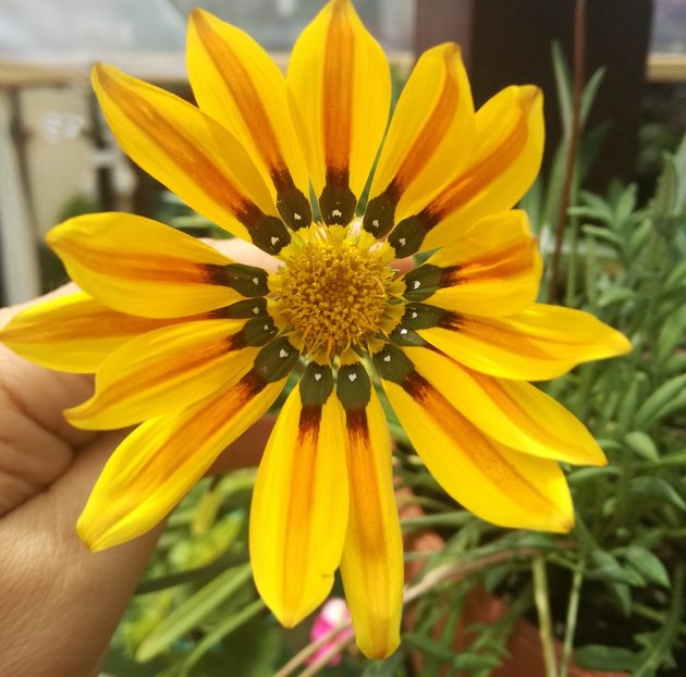 - Gazania