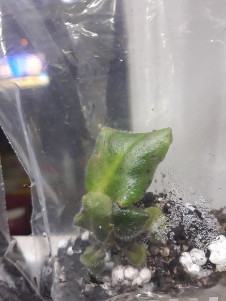  - Rb s Flim Flam zzz