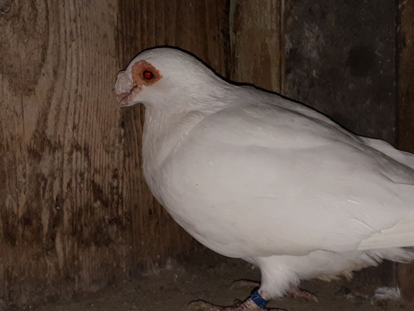  - A _ carunculați de Oradea albi