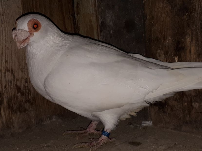  - A _ carunculați de Oradea albi