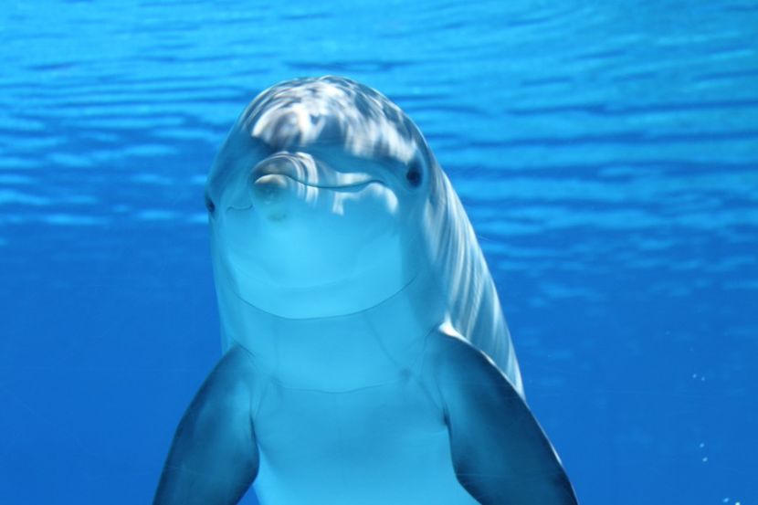Blue Dolphin - poker